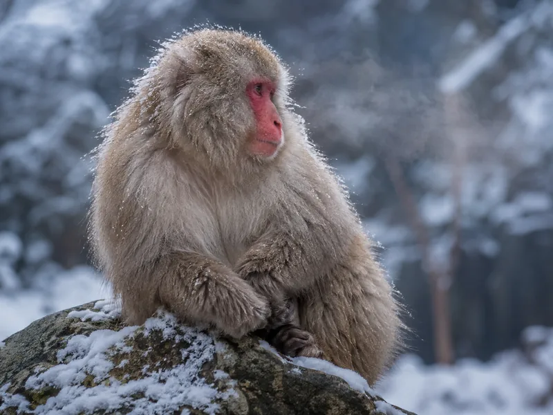 Ein Japanmakak aus der Nähe im Schneeaffenpark
