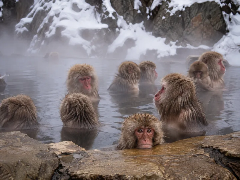 Japanmakaken sitzen im Pool der heißen Quelle in Jigokudani